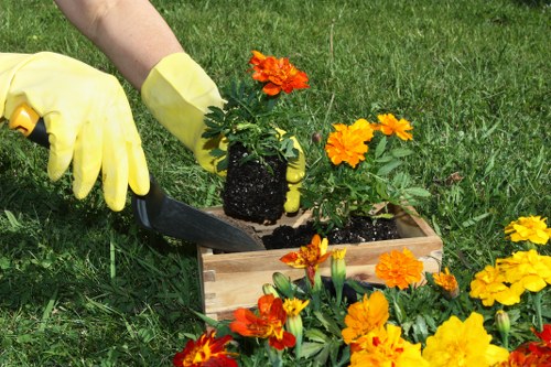 A gardener wearing yellow rubber gloves is planting a small flowering plant into a wooden garden box filled with dark soil, situated on a well-maintained lawn. Surrounding the box, there are several vibrant orange and yellow marigolds in full bloom, adding bright colour to the scene. The garden features lush, green grass in the foreground, with a backdrop of more lawn and some overgrown grassy areas. The scene appears to be outdoors on a clear day with natural daylight illuminating the garden, which is part of a landscaped yard typical of residential gardens in Poplar, London. This image illustrates outdoor gardening activities that lawn and garden maintenance services by Lawn Mowing Poplar might support, including planting and flower bed care, within a neat and functional outdoor environment.