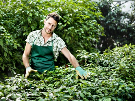 Seasonal lawn care activities in Poplar